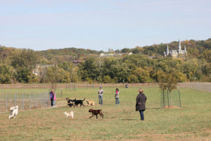 Best Dog Parks in Kansas City